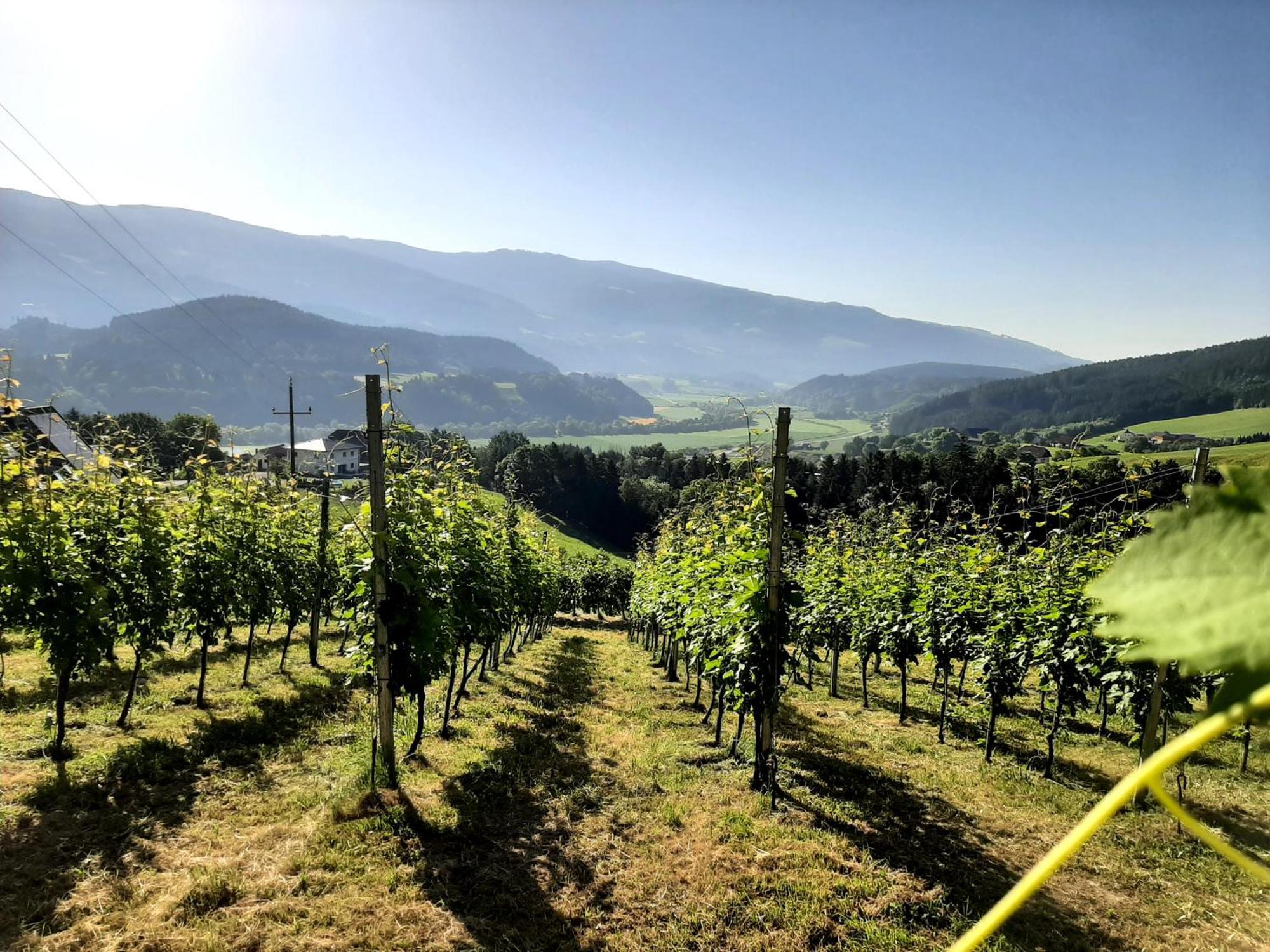 Auszeit Am Weinhof Leilighet Loschental Eksteriør bilde